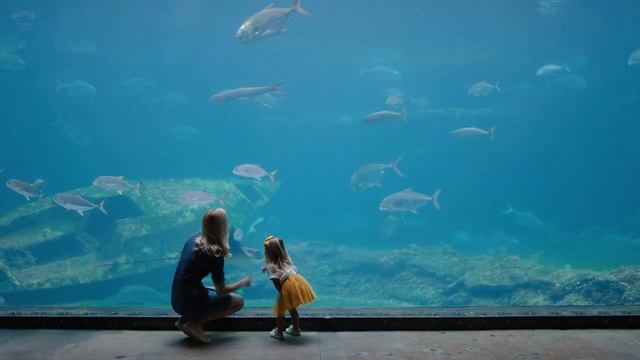 Вот Почему В Океанариумах Нет Больших Белых Акул!