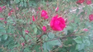 Розы сад огород