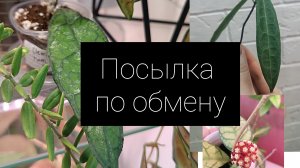 посылка с новыми хойями по обмену