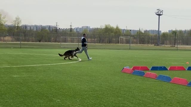 4 Отл. Pacific Rim VEILA +++ №61 / КЧК ХАБАРОВСК 11 мая`25 Е.Шайхудинов Моно немецких овчарок