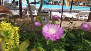 Аквапарк цветы