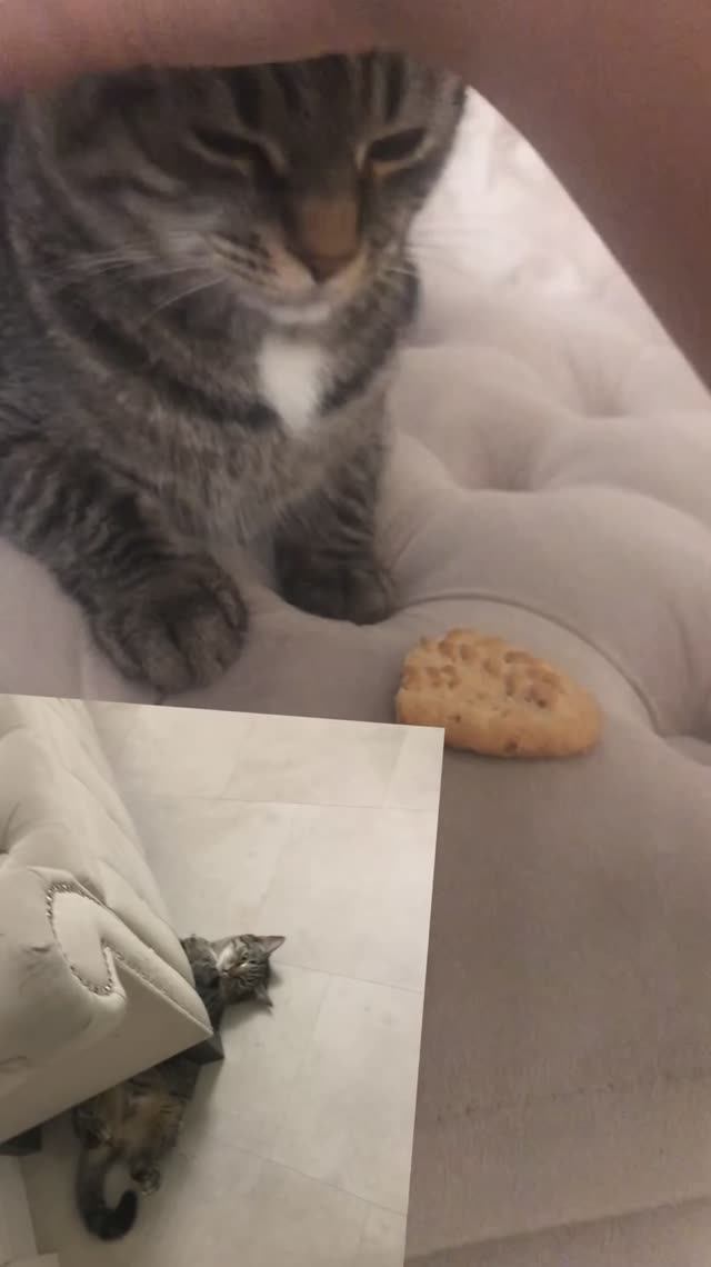 Кошка и печенье 🍪