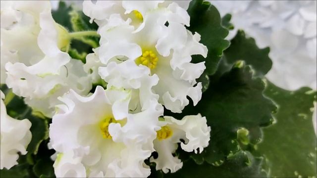 Фиалка Dn-Macabeo