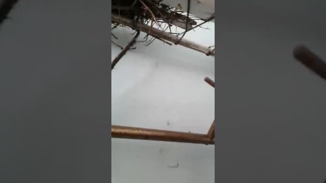 Показываю гнездо птицы!!!!😀😀😀 смотреть онлайн