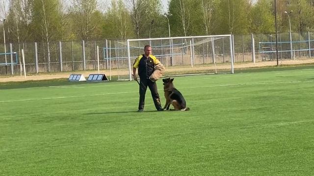 9 Отл. Whitebrant NORD ++- №20 / КЧК ХАБАРОВСК 11 мая`25 Е.Шайхудинов Моно немецких овчарок