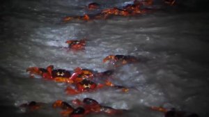 🎭 ТАИНСТВЕННАЯ МИГРАЦИЯ КРАСНЫХ КРАБОВ 🌎 ДОКУМЕНТА?