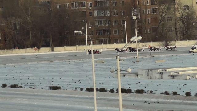 Московский ипподром. Бега. 20.11.16. Заезд 9(720). ПРИЗ В ЧЕСТЬ ПРЕЗИДЕНТА FEGAT К.ЛЬЮНГА