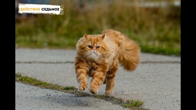 Самые смешные видео до слез про кошек 2019 - Смешное видео МатроскинТВ смотреть онлайн