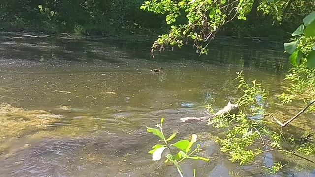 Арчи гоняется за уткой смотреть онлайн