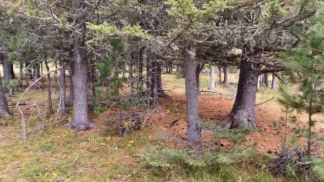 Краткий обзор осеннего автопутешествия на Алтай, октя