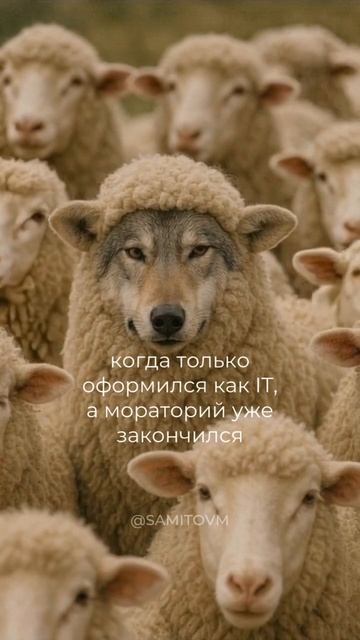 Когда только оформился как IT, а мораторий уже закончился 🐺 смотреть онлайн
