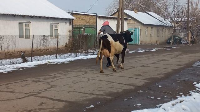 ДУСАР ГОВҲОИ ГУСОЛАДОРИ ФУРУШИ ТЕЛЕФОН 409 23 23 23 17 дек смотреть онлайн