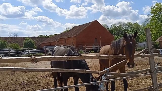 Конный завод "Георгенбург", Черняховск. Турнир по конному спорту им. Г. Н. Мусатова. Конкур