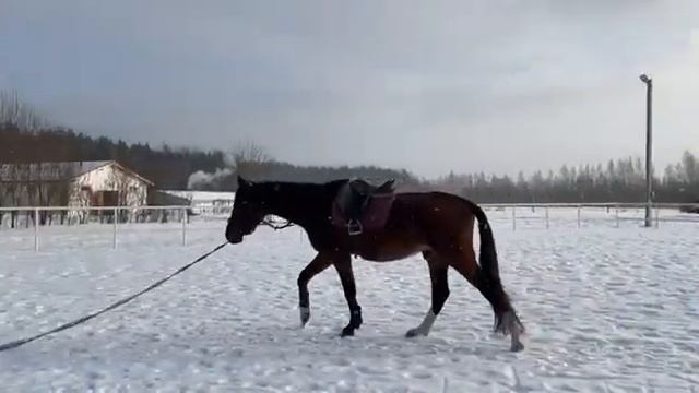 Мерин - Эдельвейс 2019гр #2 смотреть онлайн