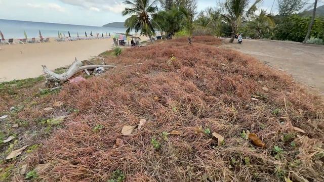 Пхукет в прямом эфире! Пляж Карон, пляж Ката. смотреть онлайн