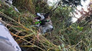 Охота на медведя в горах Алтая