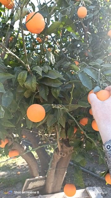 Апельсины в Турции