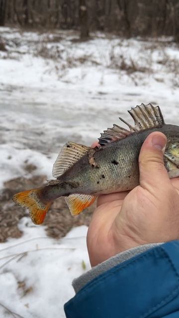 Новая силиконовая приманка для мормышига. Самоделка. Окунь на мормышинг. Jirka #fishing смотреть онлайн