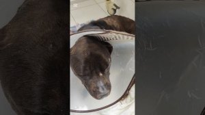 Питбулю сделали Пиростоп от пироплазмоза