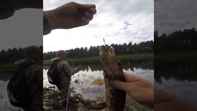 Прогулка до лесного озера Тавдинского района смотреть онлайн