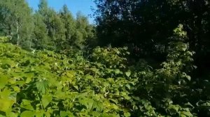 Малина-ценный медонос. От чего зависит выделение нектара малиной_ (1)