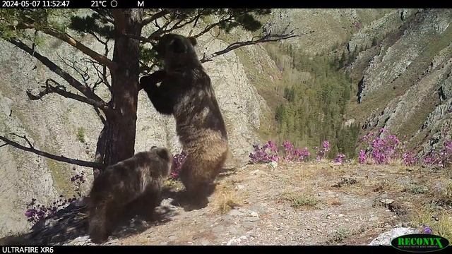 Из жизни медвежьей семьи