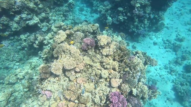 Island View Resort.  Риф ( Египет, Красное море). Видео релакс ( н?