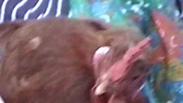 Теща дай на машину Переписую відео з касет на флешку п? смотреть онлайн