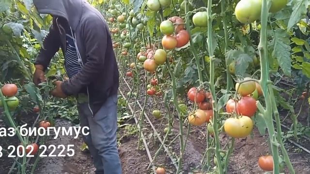 Аз 10 сотих гармхона 70.000даромад смотреть онлайн