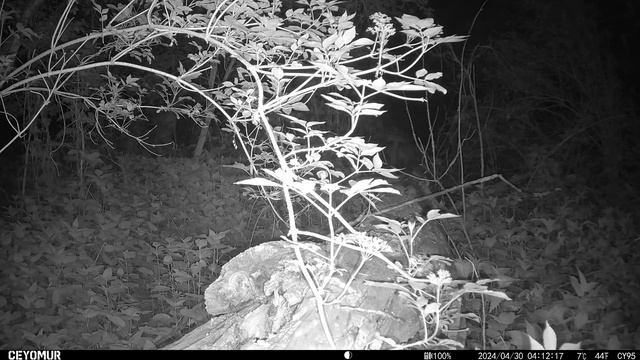 Времена года леса под музыку Вивальди. #cameratrap #wildlife #natur смотреть онлайн