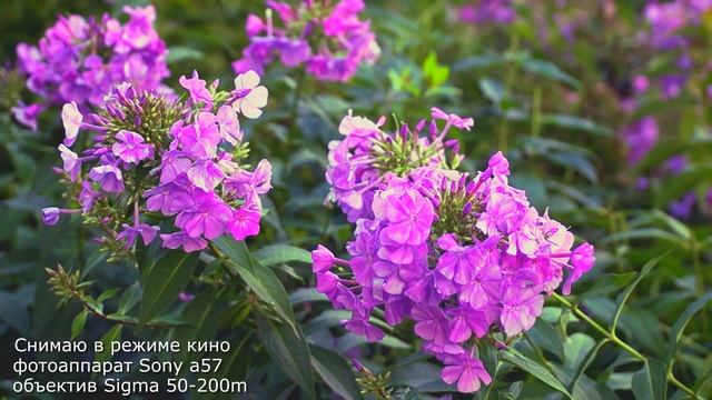 Cinematic фотоаппарат Sony A57 объектив Sigma 50 200м