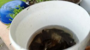 Беседка и миксер в подарок.Пирожки-треугольники.А рыбки пусть подрастут.