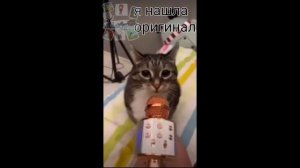 давай давай в микрофон поори МЯЯЯУУУ.... ахаха