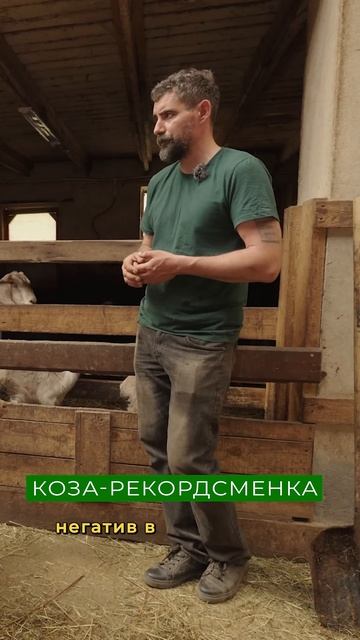 Как условия содержания влияют на надой козы смотреть онлайн