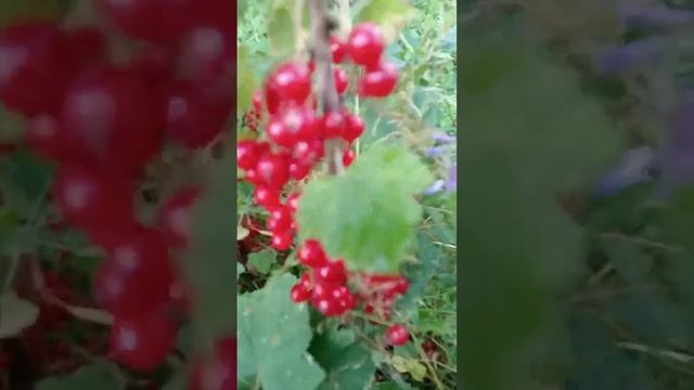 Обзор сорта красной смородины "Ненаглядная" смотреть онлайн