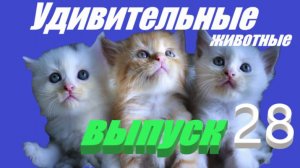 Удивительные животные выпуск 28 #кошки #животные #приколы