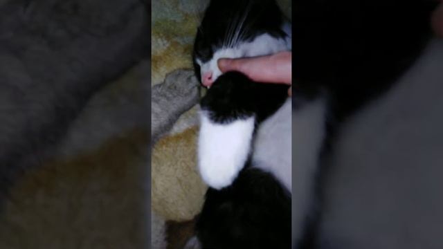 Необычные позы котов во сне смотреть онлайн