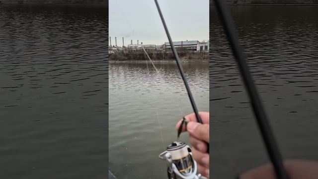 Короткий выход со спиннинг в центре Москвы. Стритфишинг. Ловлю на дроп-шот и джиг-риг Окунь в кадре. смотреть онлайн