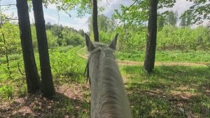 Конная долина. Прогулка рысью прекрасным майским днем.