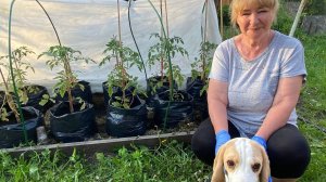 Посадка ТОМАТОВ в ПАКЕТЫ. Спасаю хилую рассаду!