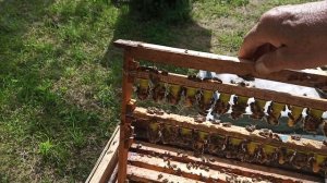 Приём на 100% . Заказы маток лунц по ватсапу : 89089143938.