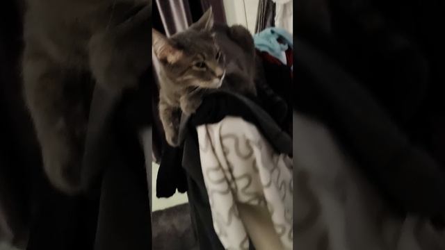 мой щенок смотреть онлайн
