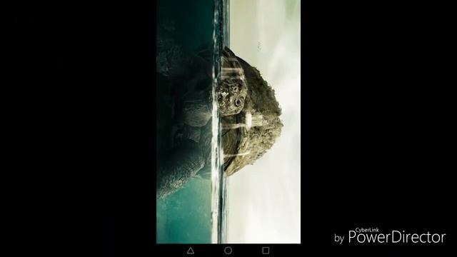 Танец черепахи!!!