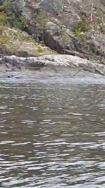 Нерпы в ладожских шхерах