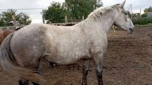 Пришёл жеребец в табун и началось