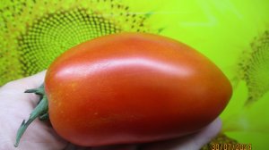 Сибирский томат Бычья сила поспел в теплице в числе первых.