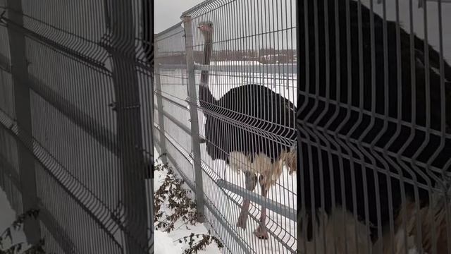 Страусы в усадьбе Марьино смотреть онлайн