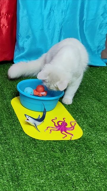 Кошка играет с игрушками, которые плавают в воде. #шорты 4k смотреть онлайн