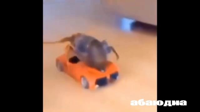 ТОП 5 ТАРАКАНОВ смотреть онлайн