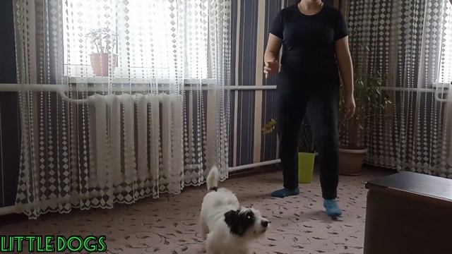 Шарик для собаки. Air balloon for a dog. смотреть онлайн